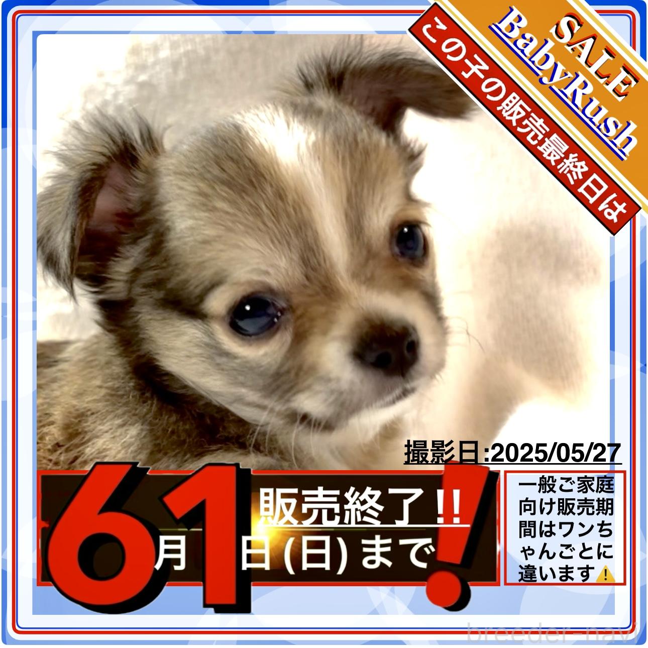 成約済の大阪府のチワワ(ロングコート)-388654の2枚目