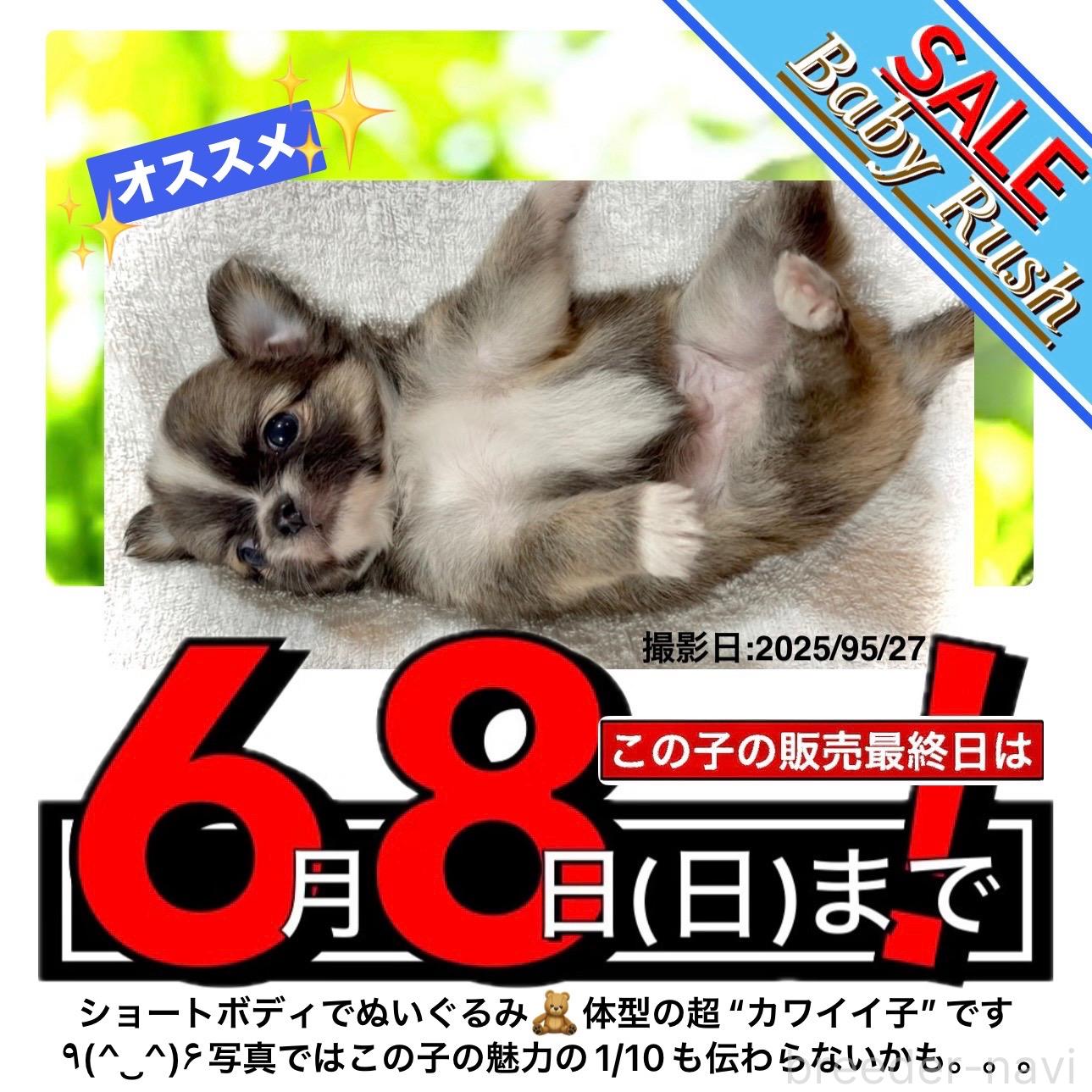 商談中の大阪府のチワワ(ロングコート)-387787の2枚目