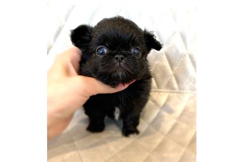 販売中の京都府のミックス犬-389988の7枚目