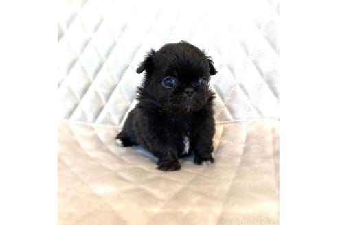 販売中の京都府のミックス犬-389988の6枚目