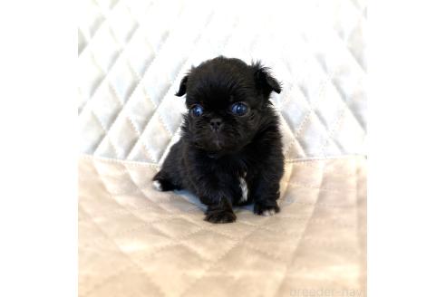 販売中の京都府のミックス犬-389988の4枚目
