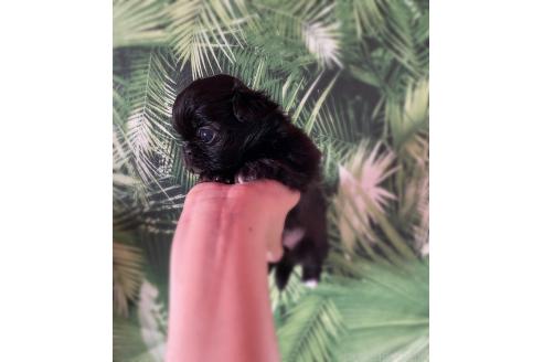 販売中の京都府のミックス犬-389988の3枚目