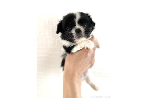 販売中の京都府のミックス犬-389990の5枚目