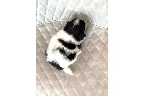 販売中の京都府のミックス犬-389990の4枚目