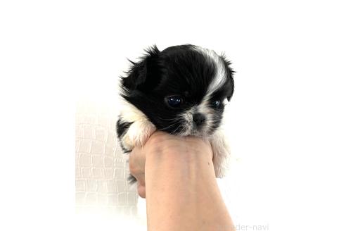 販売中の京都府のミックス犬-389990の3枚目