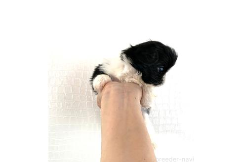 販売中の京都府のミックス犬-389990の2枚目