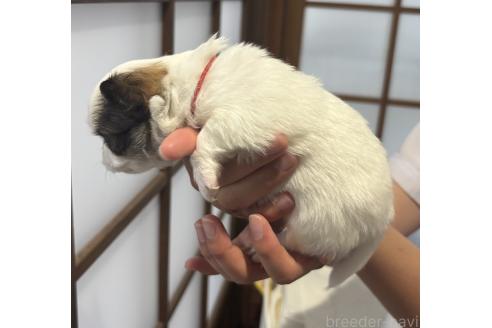 販売中の長崎県のチワワ(ロングコート)-389996の3枚目