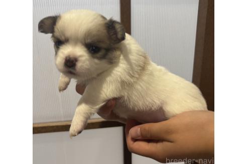 販売中の長崎県のチワワ(ロングコート)-389998の3枚目