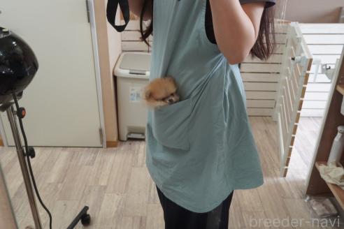 販売中の愛媛県のポメラニアン-389999の4枚目