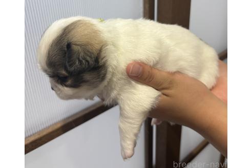 成約済の長崎県のチワワ(ロングコート)-390001の3枚目