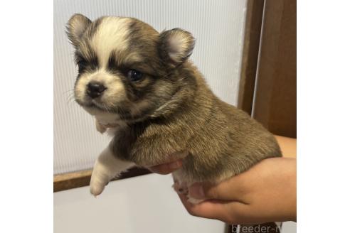 販売中の長崎県のチワワ(ロングコート)-390002の3枚目