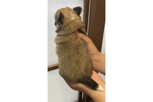 販売中の長崎県のチワワ(ロングコート)-390002の2枚目