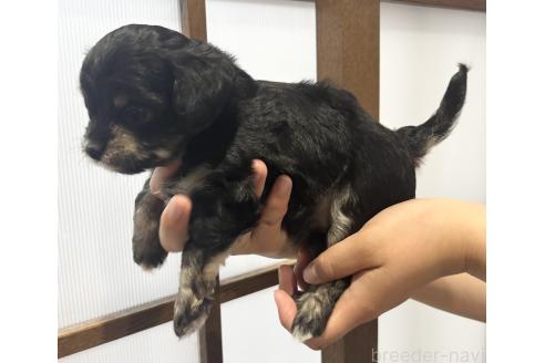 販売中の長崎県のミックス犬-387796の2枚目
