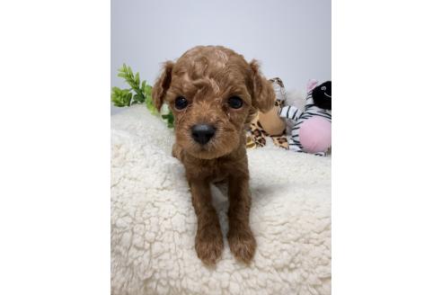 販売中の岡山県のティーカッププードル-390197の5枚目