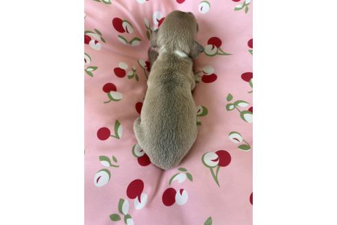 販売中の静岡県のイタリアングレーハウンド(イタグレ)-390228の3枚目