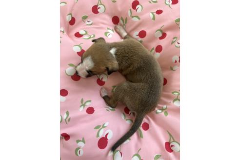 販売中の静岡県のイタリアングレーハウンド(イタグレ)-390231の3枚目