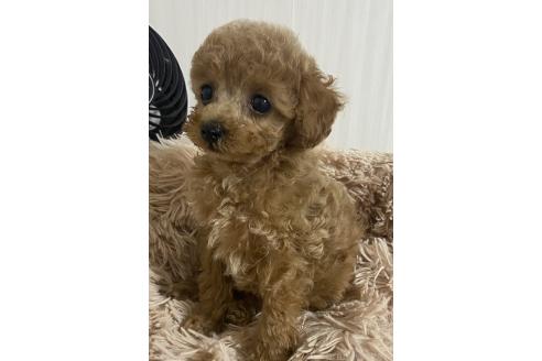 販売中の岡山県のティーカッププードル-390238の3枚目