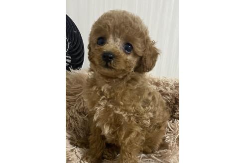 販売中の岡山県のティーカッププードル-390238の2枚目