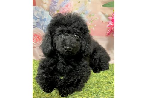 販売中の岡山県のトイプードル-380995の10枚目