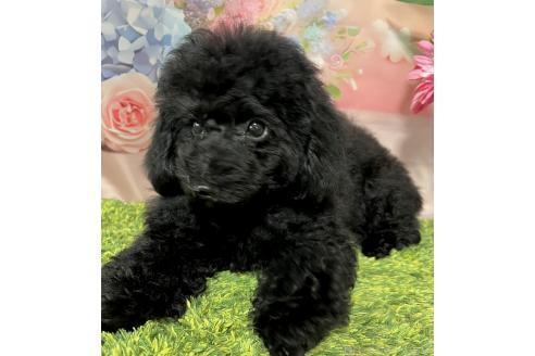 販売中の岡山県のトイプードル-380995の9枚目