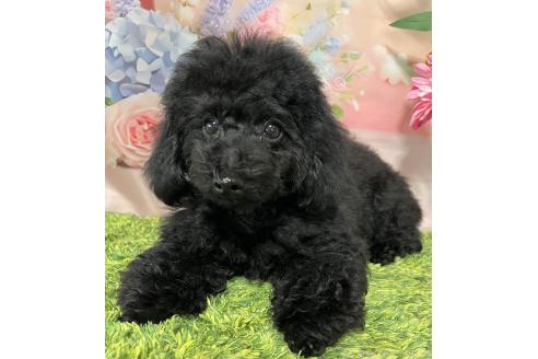 販売中の岡山県のトイプードル-380995の8枚目