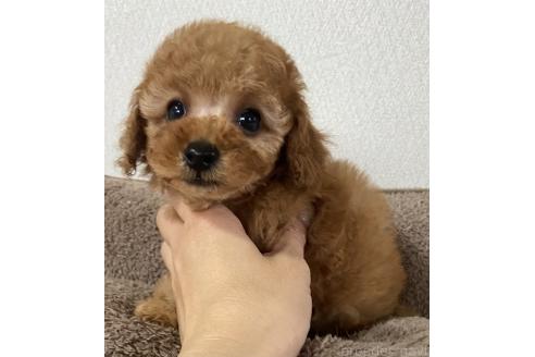 販売中の岡山県のティーカッププードル-390240の4枚目