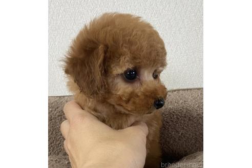 販売中の岡山県のティーカッププードル-390240の2枚目