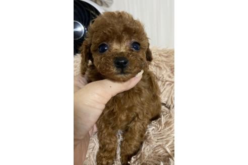 販売中の岡山県のティーカッププードル-390241の2枚目
