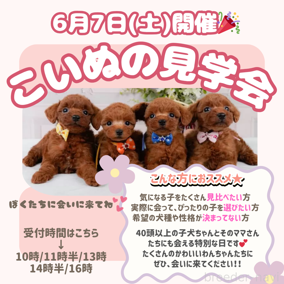 販売中の神奈川県のチワワ(ロングコート)-381815の3枚目