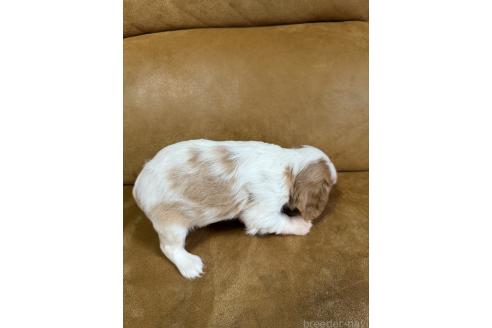 販売中の福岡県のキャバリアキングチャールズスパニエル-390253の5枚目