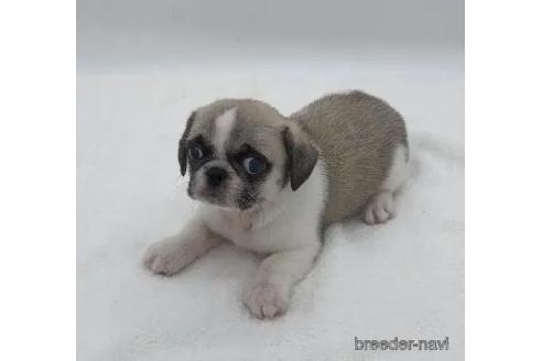 販売中の静岡県のミックス犬-390255の2枚目