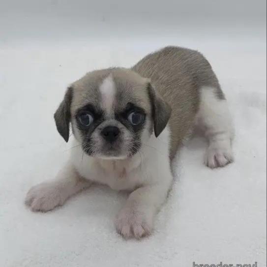 販売中の静岡県のミックス犬-390255の1枚目