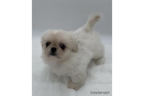 販売中の静岡県のミックス犬-390256の2枚目