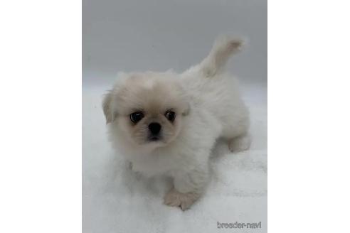 販売中の静岡県のミックス犬-390256の3枚目