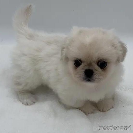 販売中の静岡県のミックス犬-390256