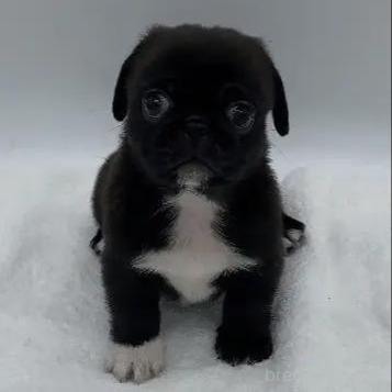 販売中の静岡県のミックス犬-390257
