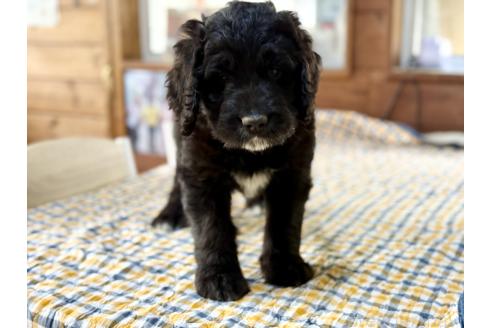 販売中の長野県のミックス犬-385972の5枚目