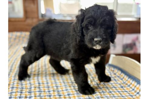 販売中の長野県のミックス犬-385972の4枚目