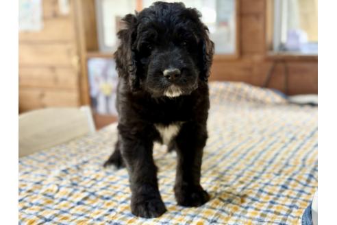 販売中の長野県のミックス犬-385972の3枚目