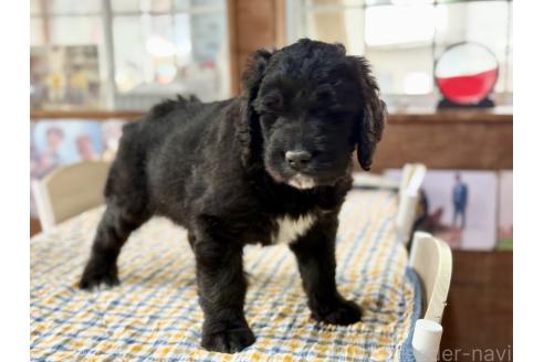 販売中の長野県のミックス犬-385972の2枚目