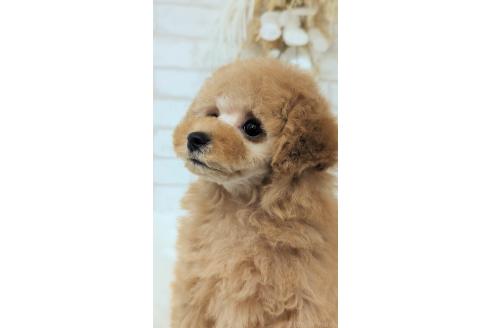 成約済の高知県のタイニープードル-390294の3枚目