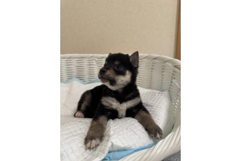 成約済の兵庫県の豆柴-387456の4枚目