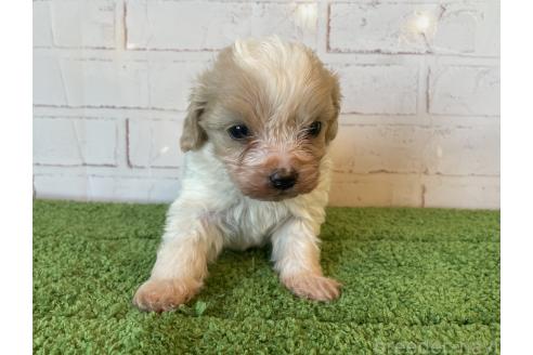 販売中の北海道のミックス犬-390310の8枚目