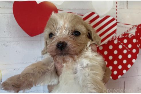 販売中の北海道のミックス犬-390310の7枚目