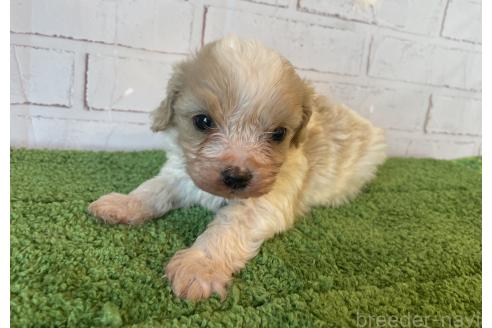 販売中の北海道のミックス犬-390310の6枚目