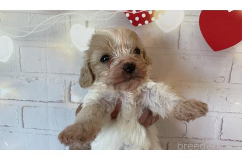 販売中の北海道のミックス犬-390310の5枚目