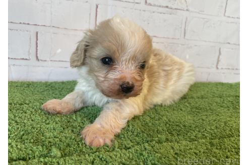 販売中の北海道のミックス犬-390310の4枚目