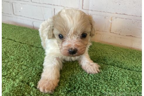 販売中の北海道のミックス犬-390310の3枚目