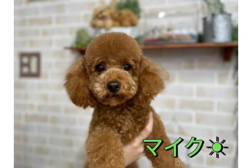 マイクくん1枚目