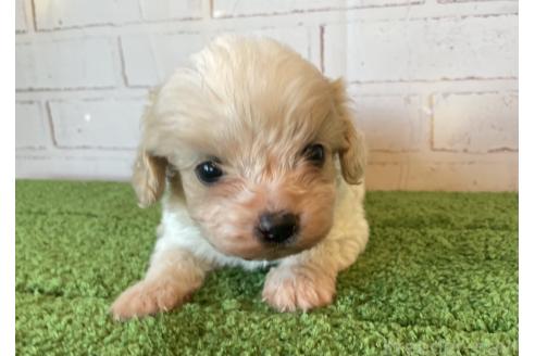 販売中の北海道のミックス犬-390312の7枚目